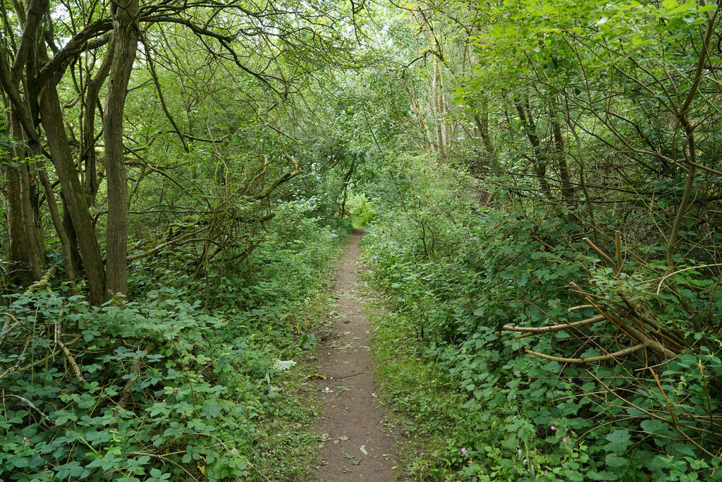 A woodland path through the nature reserve at the Hilton gravel pits